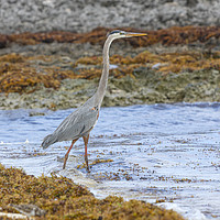 Buy canvas prints of Wading Heron by David Hare