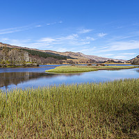 Buy canvas prints of Loch Earn Reeds by David Hare