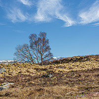 Buy canvas prints of Moorland Trees by David Hare