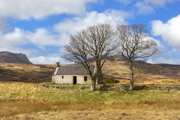 Highland cottage with trees Picture Board by David Hare