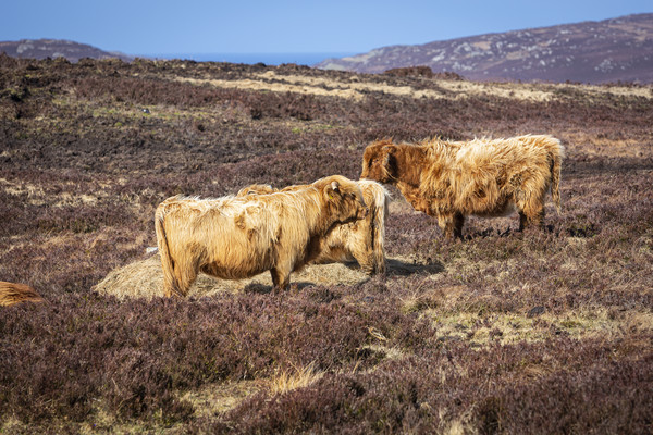 Highland Cattle Picture Board by David Hare