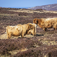 Buy canvas prints of Highland Cattle by David Hare