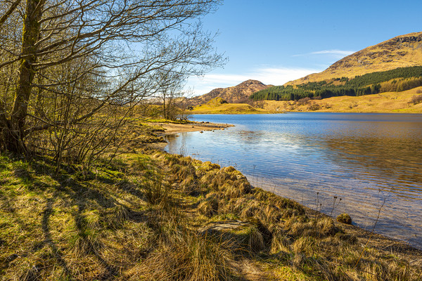 The shores of Loch Earn Picture Board by David Hare