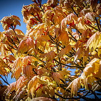 Buy canvas prints of Vivid Leaves by David Hare
