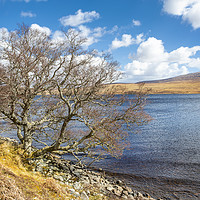 Buy canvas prints of Lochside Trees by David Hare