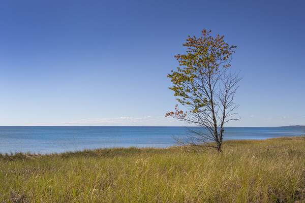 Single tree on a lake shore. Picture Board by David Hare