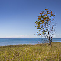Buy canvas prints of Single tree on a lake shore. by David Hare