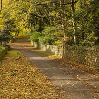 Buy canvas prints of Northumbrian Lane by David Hare