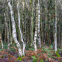 Buy canvas prints of Silver Woodland by David Hare