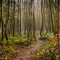 Buy canvas prints of Woodland Path by David Hare