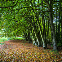 Buy canvas prints of A Woodland Glade by David Hare