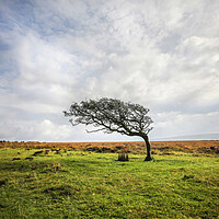 Buy canvas prints of Windswept Tree by David Hare