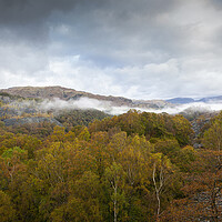 Buy canvas prints of Cumbrian woodland by David Hare