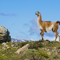 Buy canvas prints of A Guanaco by David Hare