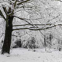Buy canvas prints of Winter Woodland by David Hare