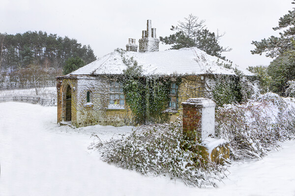 Snow covered abandoned cottage Picture Board by David Hare