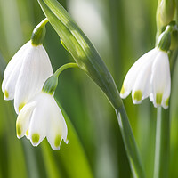 Buy canvas prints of Snowdrops by David Hare
