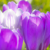 Buy canvas prints of Spring Croci by David Hare