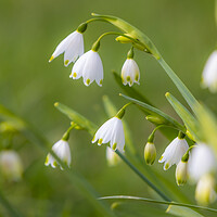 Buy canvas prints of Spring Snowdrops by David Hare