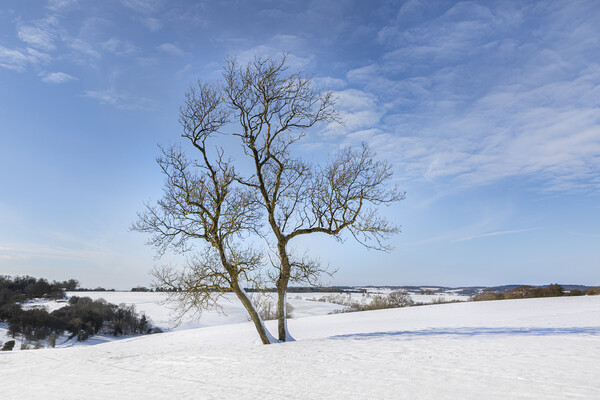 Tree in snow Picture Board by David Hare