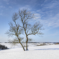 Buy canvas prints of Tree in snow by David Hare