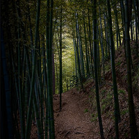 Buy canvas prints of Darkness of the Bamboo Forest by Jim Leach