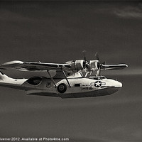 Buy canvas prints of Catalina by Roy Scrivener
