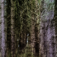 Buy canvas prints of Into the Enchanted Forest by Roy Scrivener