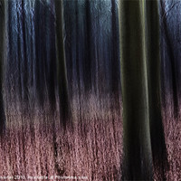 Buy canvas prints of Enchanted Forest by Roy Scrivener