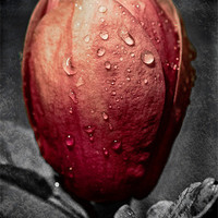 Buy canvas prints of Black Tulip Magnolia by Roy Scrivener