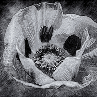 Buy canvas prints of  Textured Poppy by Roy Scrivener