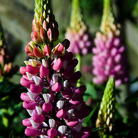 Buy canvas prints of Lupins by Roy Scrivener