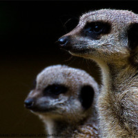 Buy canvas prints of Compare the meerkat by Roy Scrivener
