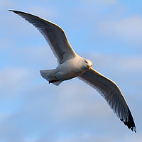 Buy canvas prints of Seagull by Chris Owen