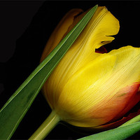 Buy canvas prints of Yellow Tulip by Tatiana Walker