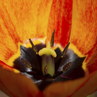 Buy canvas prints of Orange Tulip by Gypsyofthesky Photography