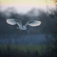 Buy canvas prints of  Barn Owl at Dusk by Gypsyofthesky Photography