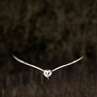 Buy canvas prints of Barn Owl at Dusk  by Gypsyofthesky Photography