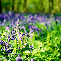Buy canvas prints of Bluebell Forest by Simon Joshua Peel