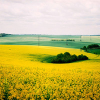Buy canvas prints of Yellow Field by Simon Joshua Peel
