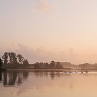 Buy canvas prints of Swans on a misty lake at sunrise. Lynford Lakes, Norfolk, UK. by Liam Grant
