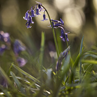 Buy canvas prints of Bluebell flower detail at sunset. South Weald, Essex, UK. by Liam Grant
