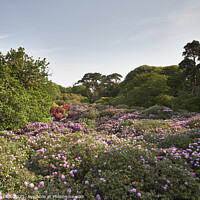 Buy canvas prints of Rhododendron trees in flower, viewed from above. Norfolk, UK. by Liam Grant