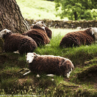 Buy canvas prints of Sheep laying in the shade on a hot summers day. Cumbria, UK. by Liam Grant