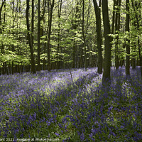 Buy canvas prints of Bluebells in dense woodland at sunset. South Weald, Essex, UK. by Liam Grant