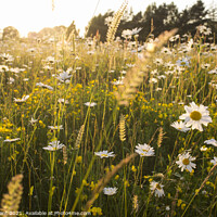 Buy canvas prints of Oxeye Daisy (Leucanthemum vulgare) in a summer meadow of wild fl by Liam Grant