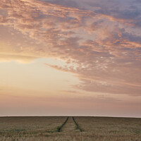 Buy canvas prints of UK, Suffolk, Redgrave, tram lines through barley field with colourful sky at sunset by Liam Grant