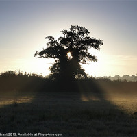 Buy canvas prints of Sunrise Though Tree, South Pickenham, Norfolk by Liam Grant