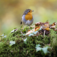 Buy canvas prints of Robin, Snowdonia, North Wales, UK by Liam Grant
