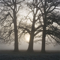 Buy canvas prints of Sunrise behind trees in fog. Hilborough, Norfolk by Liam Grant